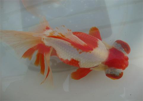 金鱼不认识金鱼的快进来看看