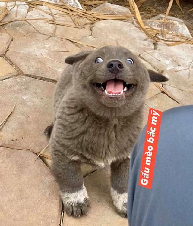 还记得这只长得像猫的狗吗?它长大了,身世之谜也被揭开了