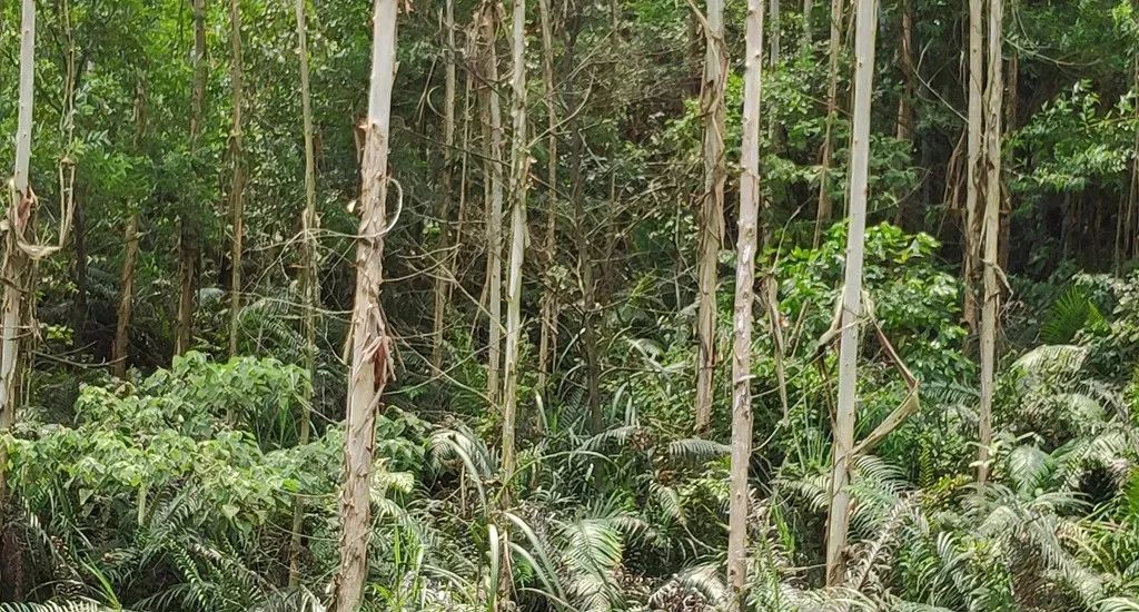 竹子是生长速度最快的植物，国内生长最快的7种植物