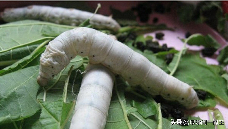 古代中国文明世界之最——养蚕和丝织