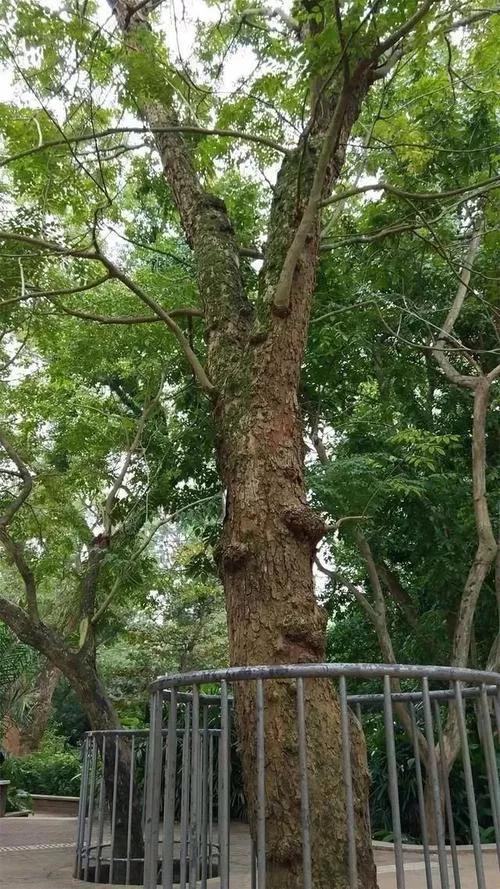 黄花梨图片大全(黄花梨木材珍贵) - 赤虎壹号