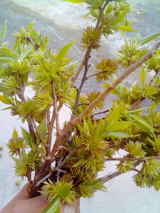 2017年杜仲价格杜仲雄花有什么用