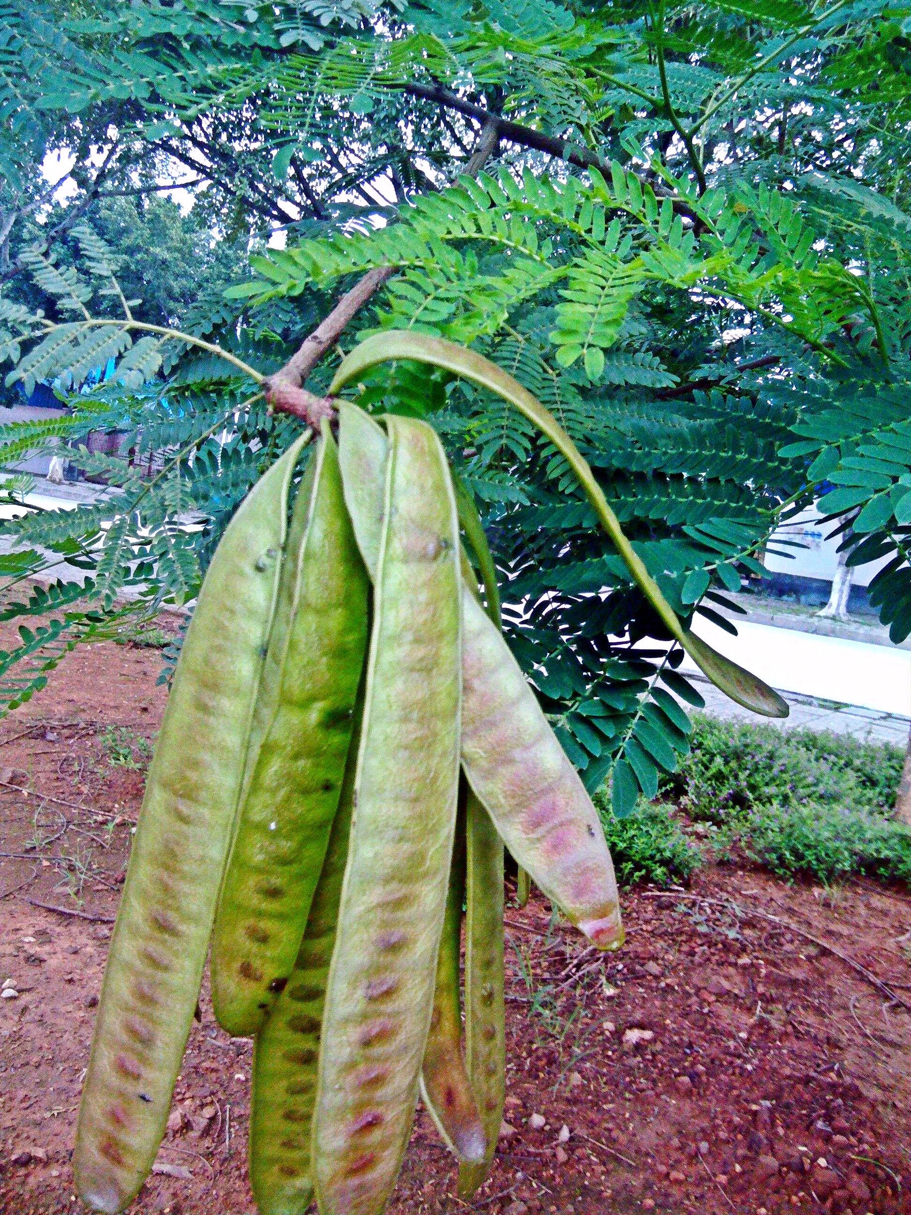 凤凰木～叶如飞凰之羽,花若丹凤之冠.满树火红,富丽堂皇