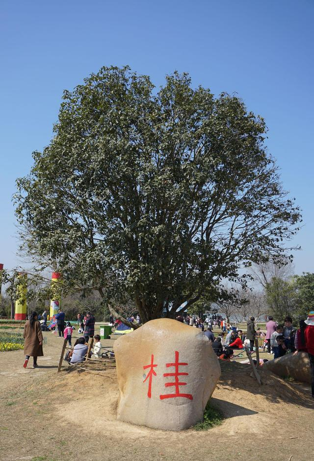 吉树进吉宅，富贵自然来！老祖宗留下的“顺口溜”，真的有道理