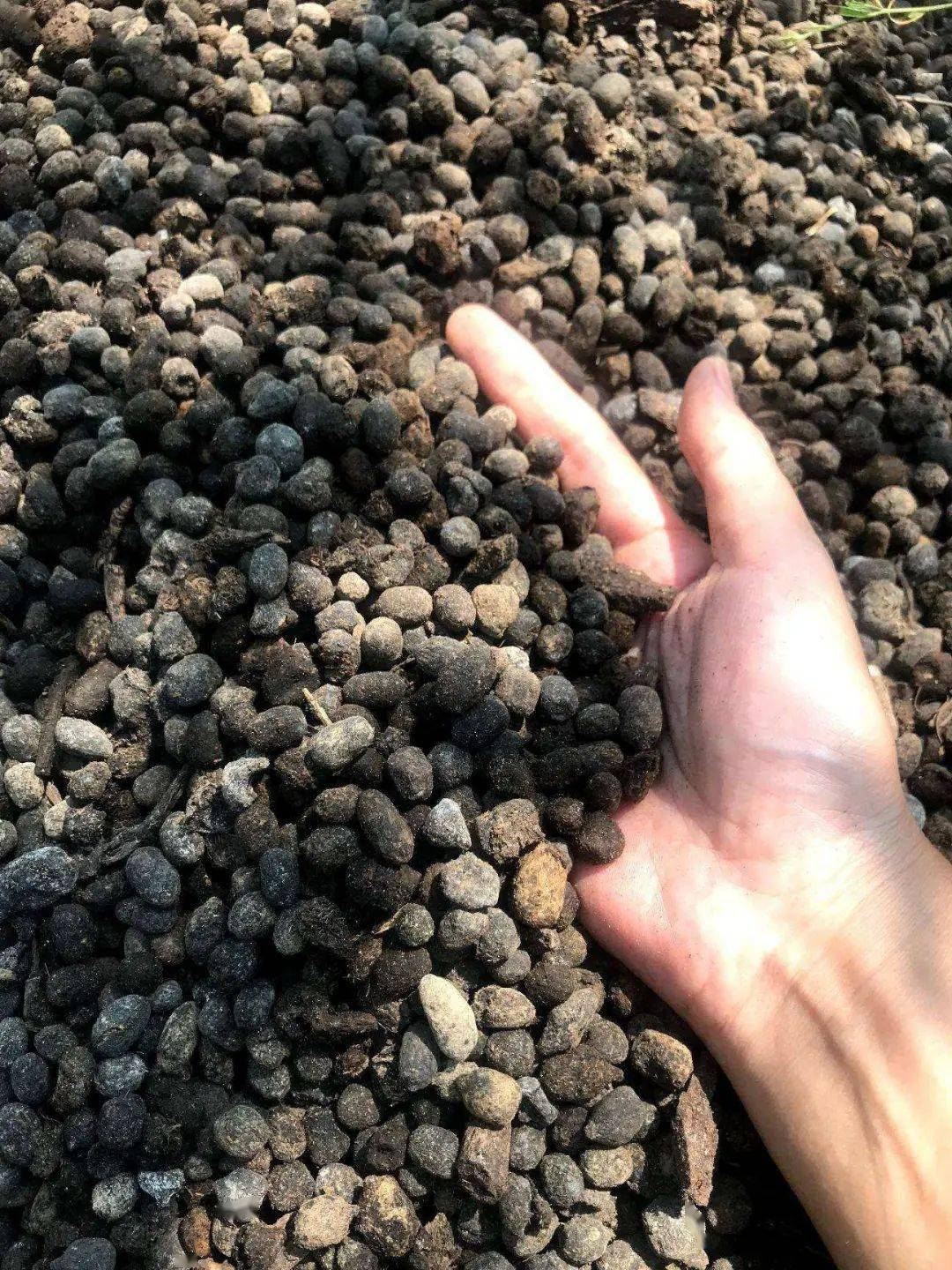 求购干羊粪价格内蒙古农民欠债不还