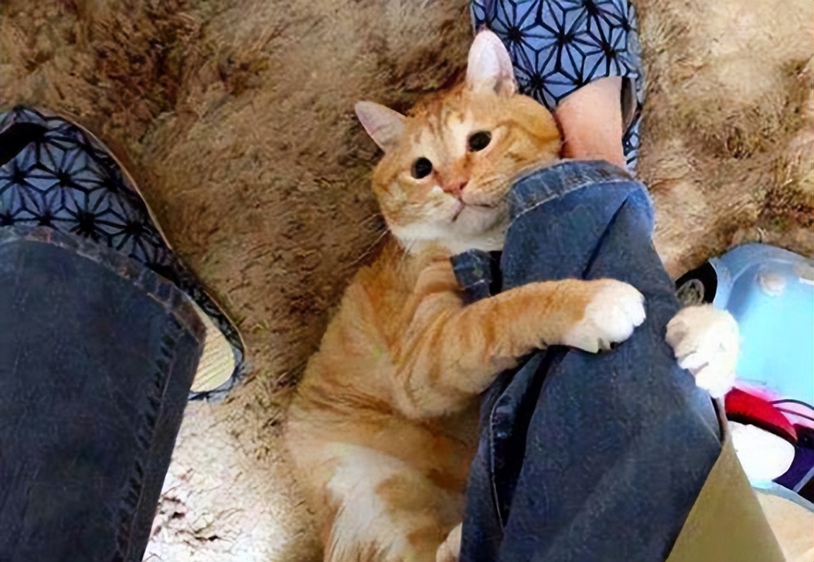猫咪粘人程度分5级看看你家猫咪黏人到了哪一级