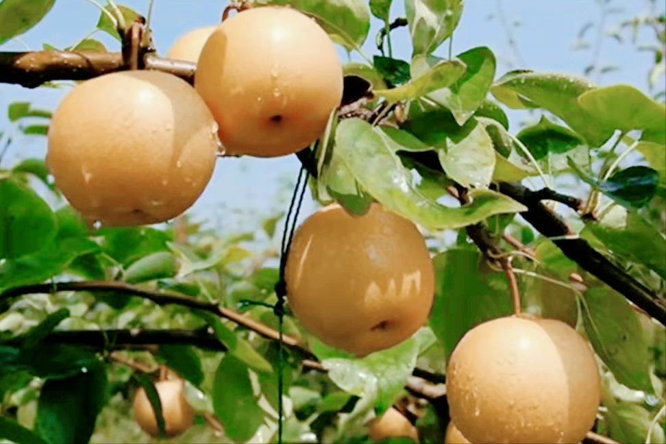 水果百科 水果巴巴水果交流论坛水果批发进口水果网购水果水果交易果农交流