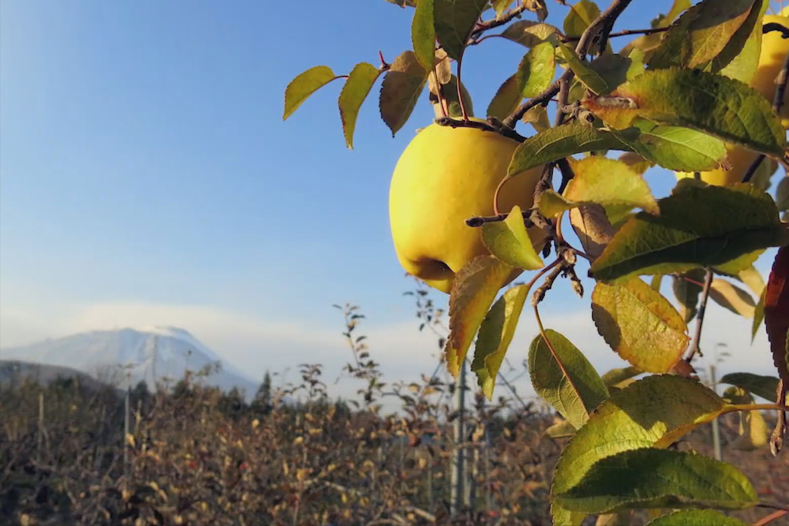 水果百科 水果巴巴水果交流论坛水果批发进口水果网购水果水果交易果农交流