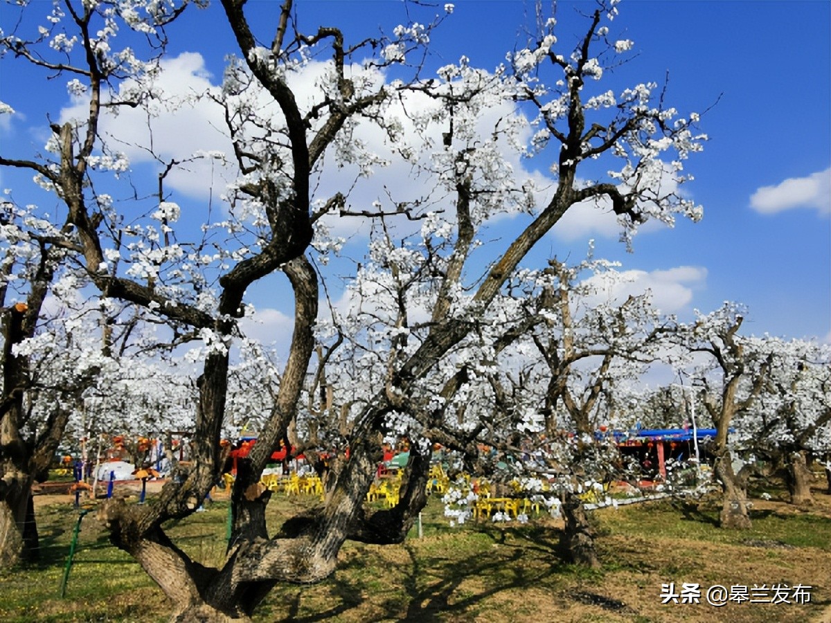 皋兰百年梨园融入流行元素开启富民多元旅游业态