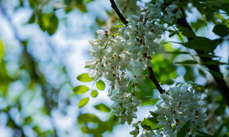 又见槐花香满天,古诗词里的槐花,白绿相间,芳香袭人