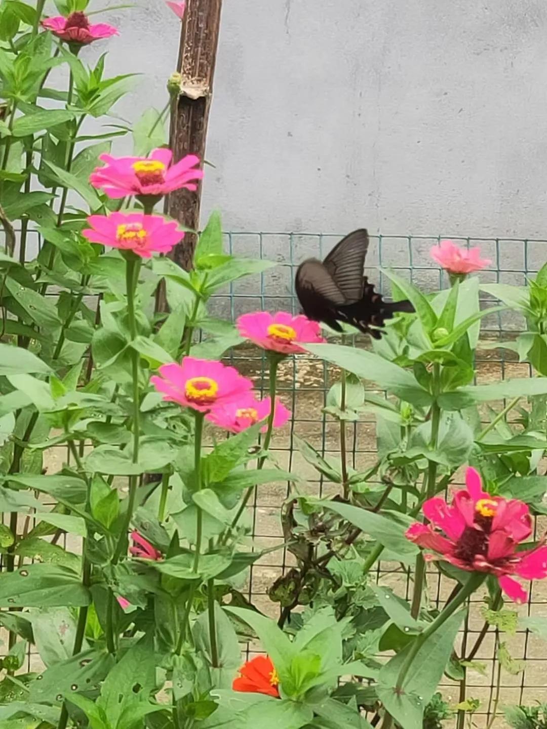 江畔 独步 寻花 （唐） 杜甫