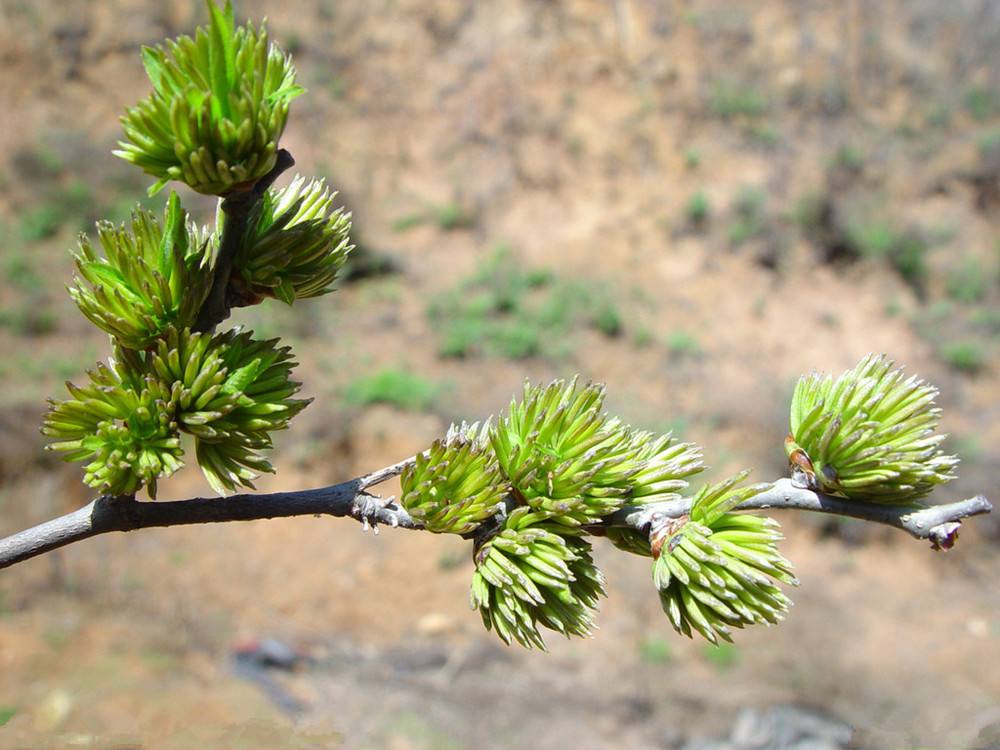 2017年杜仲价格杜仲雄花有什么用
