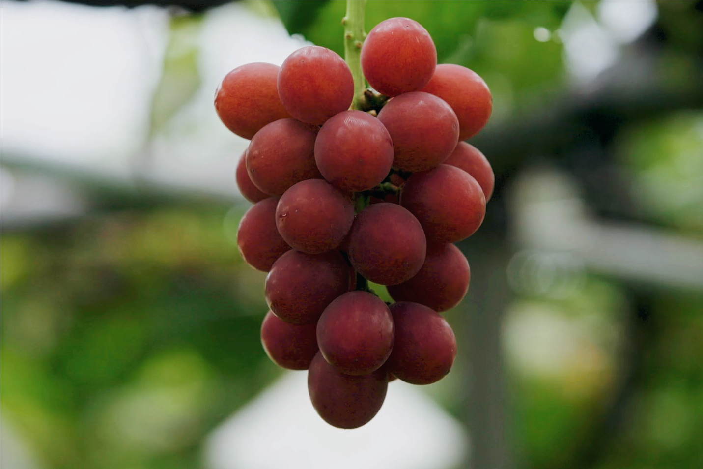 日本5大“国宝级水果”，严格禁止外泄，价格高得离谱