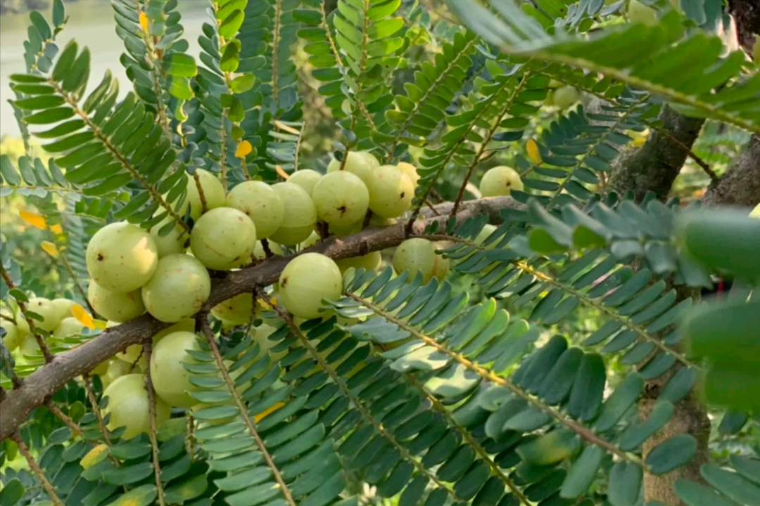 广西有一种"苦尽甘来"的水果,初吃不识果中苦,再吃方知回味甜