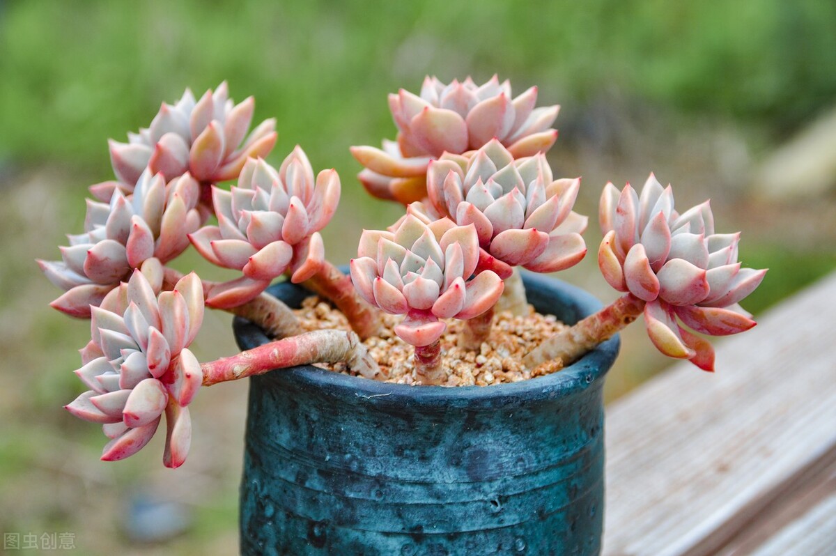 多肉红粉佳人,普货多肉植物里的俏佳人