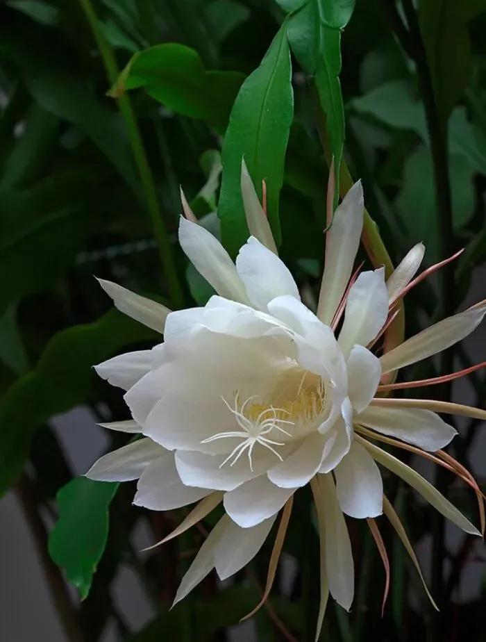 世人皆论美好的东西转瞬即逝为——昙花一现.