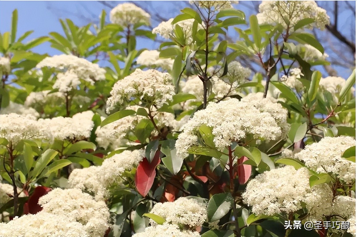 凯尔特人啤酒多少度(啤酒札记：啤酒的前世)