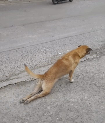 你不知道的"dog"干的那些"坏事"