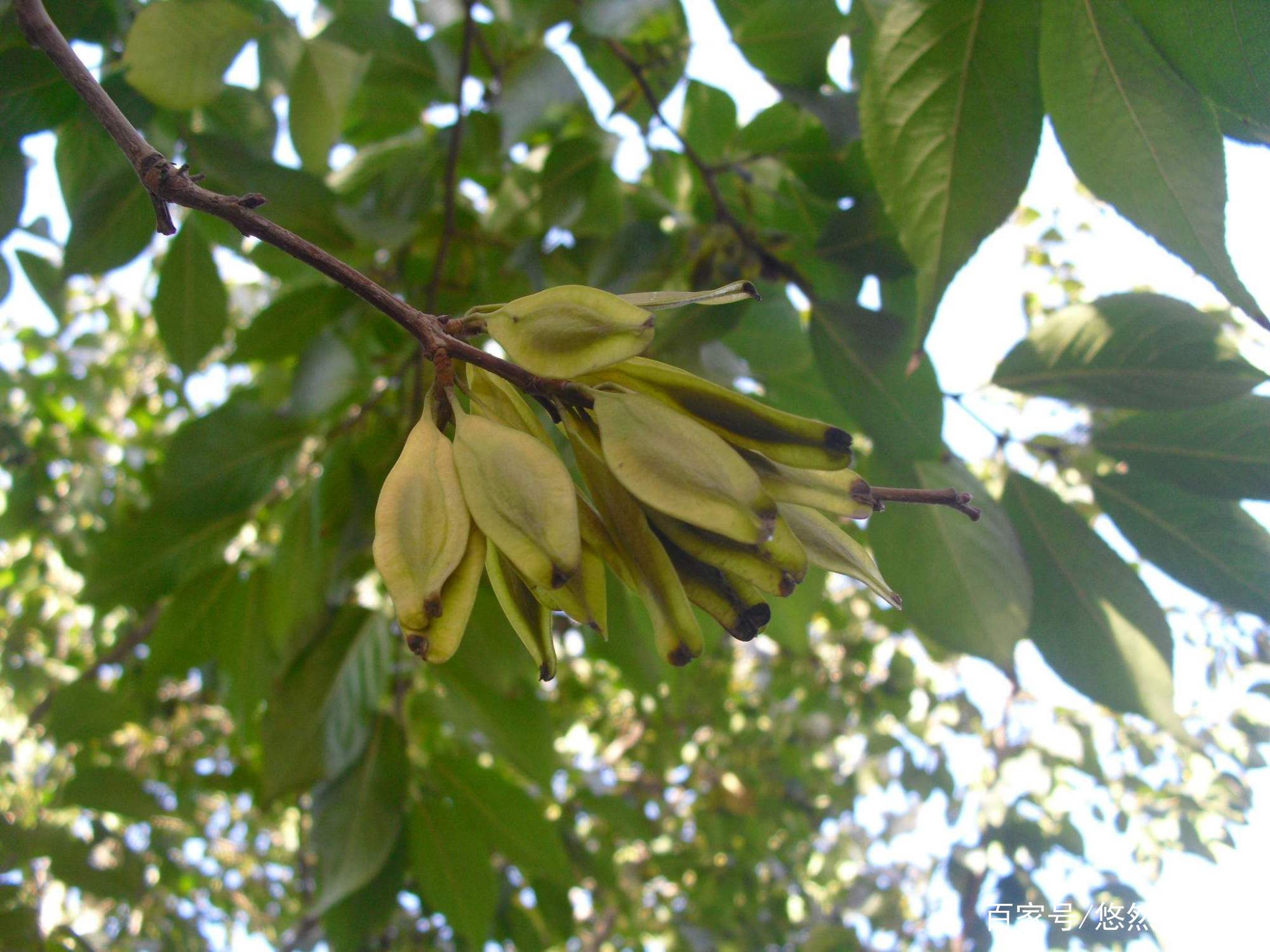 2017年杜仲价格杜仲雄花有什么用