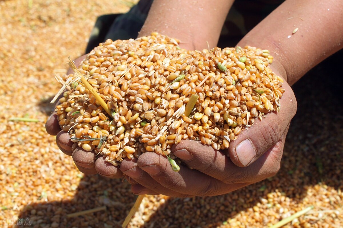 小麦价格行情突变，拍卖大幅流拍，能否阻止小麦大涨？3月9日粮价