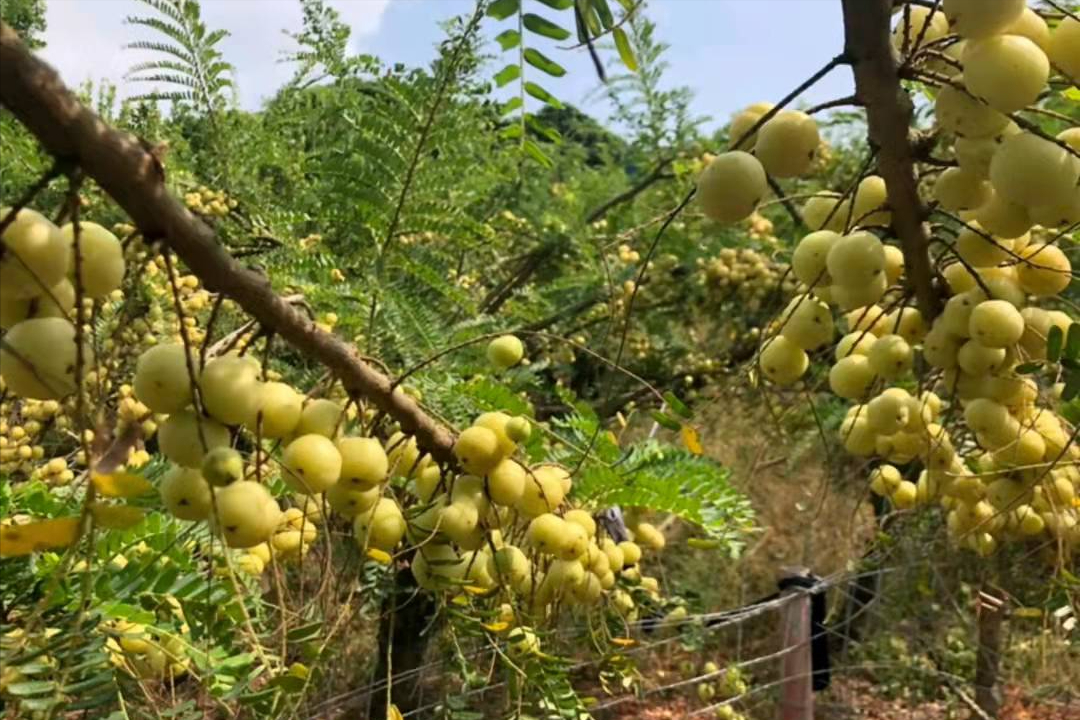 野生橄榄果图片(广西有一种) - 赤虎壹号