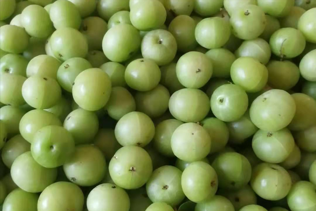 余甘果,学名叫余甘子,是大戟科,叶下珠属的落叶灌木或小乔木, 原产地