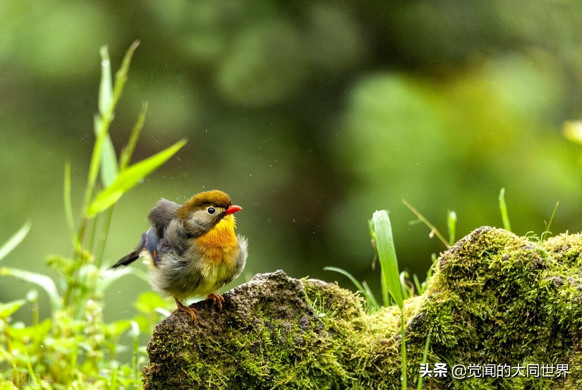 让新东方股价暴涨100%董宇辉到底有多牛？从老师到网红的故事