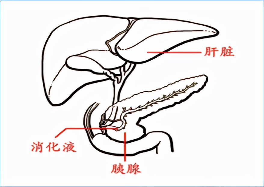 急性胰腺炎凶险万分,出现这些"求救信号",立马找医生